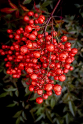 树上的红色浆果图片